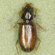 Paratachys bistriatus (Duft., 1812), Carabidae (1.9–2.5 mm) Paratachys bistriatus (1.9–2.5 mm)