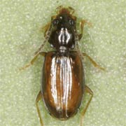 Paratachys bistriatus (1.9–2.5 mm)