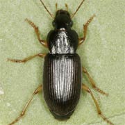 Parophonus maculicornis (Duft., 1812), Carabidae (5.5–7.8 mm) Parophonus maculicornis (5.5–7.8 mm)