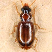 Perigona nigriceps (Dej., 1831), Carabidae (2.4–3.2 mm) Perigona nigriceps (2.4–3.2 mm)