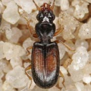 Perileptus areolatus (Creutz., 1799), Carabidae (2.2–2.8 mm) Perileptus areolatus (2.2–2.8 mm)
