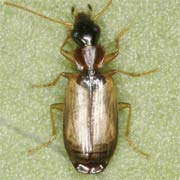 Philorhizus melanocephalus Dej., 1825, Carabidae (3–3.8 mm) Philorhizus melanocephalus (3–3.8 mm)