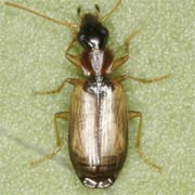 Philorhizus melanocephalus (3–3.8 mm)