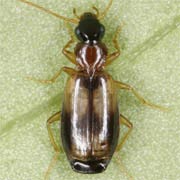 Philorhizus notatus Steph., 1827, Carabidae (3–3.9 mm) Philorhizus notatus (3–3.9 mm)