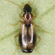 Philorhizus notatus (3–3.9 mm)