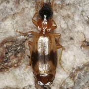 Philorhizus sigma (Rossi, 1790), Carabidae (3–3.9 mm) Philorhizus sigma (3–3.9 mm)