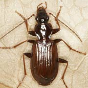 Platynus livens (Gyll., 1810) ♂, Carabidae (8–11 mm) Platynus livens (8–11 mm)