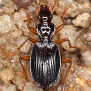 Platynus scrobiculatus (F., 1801), Carabidae (9–11 mm) Platynus scrobiculatus (9–11 mm)