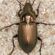 Poecilus cupreus (10.5–13.5 mm)