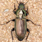 Poecilus lepidus (Leske, 1785) ♂, Carabidae (10–14 mm) Poecilus lepidus (10–14 mm)
