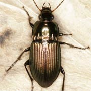 Poecilus versicolor (Sturm, 1824), Carabidae (8–11.5 mm) Poecilus versicolor (8–11.5 mm)