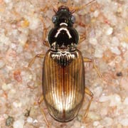 Pogonus iridipennis Nicol., 1822, Carabidae (5–7 mm) Pogonus iridipennis (5–7 mm)