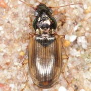Pogonus luridipennis (Germ., 1822), Carabidae (6–8.7 mm) Pogonus luridipennis (6–8.7 mm)
