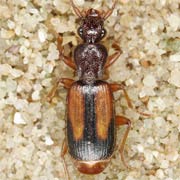 Polystichus connexus (Fourcr., 1785), Carabidae (7–9 mm) Polystichus connexus (7–9 mm)