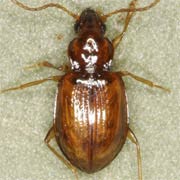 Porotachys bisulcatus (Nicol., 1822), Carabidae (2.8–3.2 mm) Porotachys bisulcatus (2.8–3.2 mm)