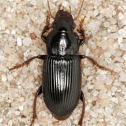 Pseudoophonus calceatus (Duft., 1812), Carabidae (10–15 mm) Pseudoophonus calceatus (10–15 mm)