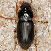 Pseudoophonus griseus (Panz., 1797), Carabidae (9–11 mm) Pseudoophonus griseus (9–11 mm)