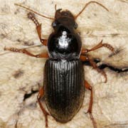 Pseudoophonus rufipes (11–16 mm)