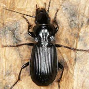 Pterostichus aethiops (11.5–15 mm)