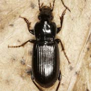 Pterostichus anthracinus (Ill., 1798) ♂, Carabidae (10–11 mm) Pterostichus anthracinus (10–11 mm)