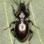 Pterostichus burmeisteri Heer, 1841, Carabidae (12–15 mm) Pterostichus burmeisteri (12–15 mm)