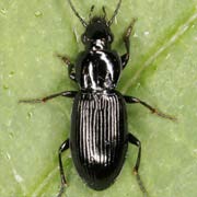 Pterostichus diligens (Sturm, 1824), Carabidae (5–6 mm) Pterostichus diligens (5–6 mm)