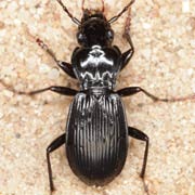 Pterostichus fasciatopunctatus (13–15 mm)