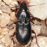 Pterostichus kokeilii Mill., 1850, Carabidae (10–12 mm) Pterostichus kokeilii (10–12 mm)