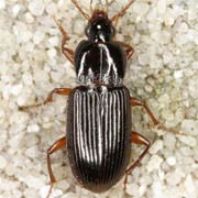 Pterostichus longicollis (Duft., 1812), Carabidae (6–7 mm) Pterostichus longicollis (6–7 mm)