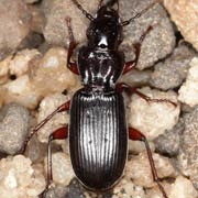 Pterostichus macer (Marsh., 1802), Carabidae (12–15 mm) Pterostichus macer (12–15 mm)