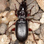 Pterostichus macer (12–15 mm)