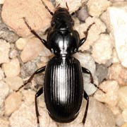 Pterostichus madidus (13–18 mm)