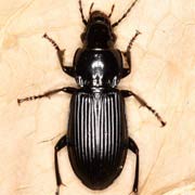 Pterostichus melanarius (13–17 mm)