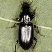 Pterostichus minor (Gyll., 1827), Carabidae (6.5–7.5 mm) Pterostichus minor (6.5–7.5 mm)