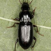 Pterostichus minor (6.5–7.5 mm)