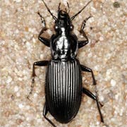 Pterostichus niger (Schall., 1783) ♂, Carabidae (16–21 mm) Pterostichus niger (16–21 mm)