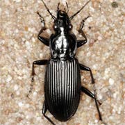 Pterostichus niger (16–21 mm)