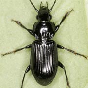 Pterostichus nigrita (8.5–11 mm)