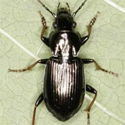 Pterostichus oblongopunctatus (9–12 mm)