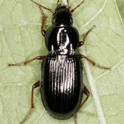 Pterostichus ovoideus (Sturm, 1824), Carabidae (6–7.5 mm) Pterostichus ovoideus (6–7.5 mm)