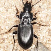 Pterostichus panzeri (12–16 mm)