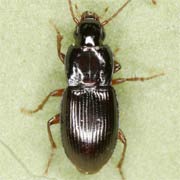 Pterostichus pumilio (Dej., 1828), Carabidae (4.6–6 mm) Pterostichus pumilio (4.6–6 mm)
