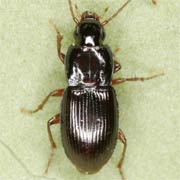 Pterostichus pumilio (4.6–6 mm)