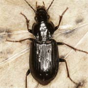 Pterostichus quadrifoveolatus (8–11 mm)