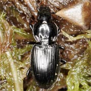 Pterostichus rhaeticus Heer, 1837, Carabidae (8.5–12 mm) Pterostichus rhaeticus (8.5–12 mm)