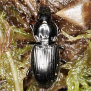 Pterostichus rhaeticus (8.5–12 mm)