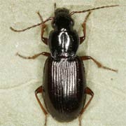 Pterostichus strenuus (Panz., 1797), Carabidae (5–7 mm) Pterostichus strenuus (5–7 mm)
