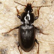 Pterostichus vernalis (Panz., 1796), Carabidae (6–7.7 mm) Pterostichus vernalis (6–7.7 mm)