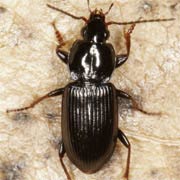 Pterostichus vernalis