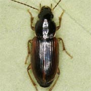 Stenolophus mixtus (Hbst., 1784), Carabidae (5.5–6 mm) Stenolophus mixtus (5.5–6 mm)